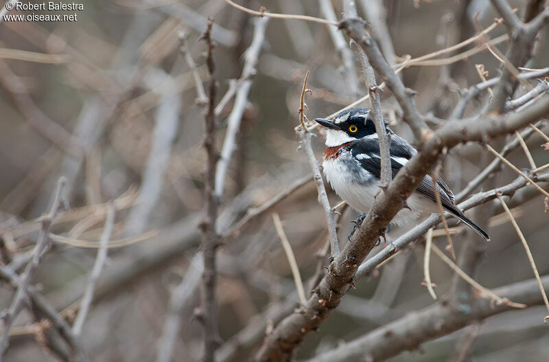 Grey-headed Batis female adult