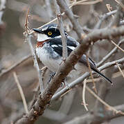 Grey-headed Batis