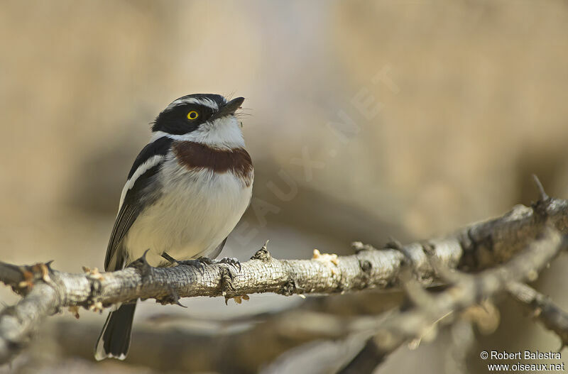 Western Black-headed Batis female adult