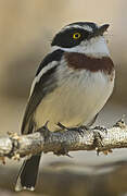 Western Black-headed Batis