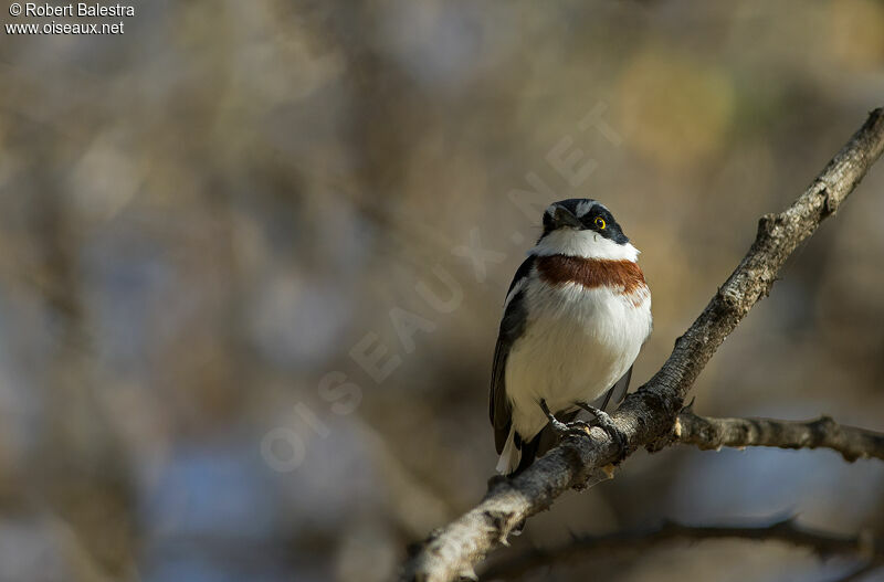 Western Black-headed Batis female adult