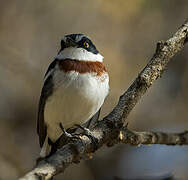 Western Black-headed Batis