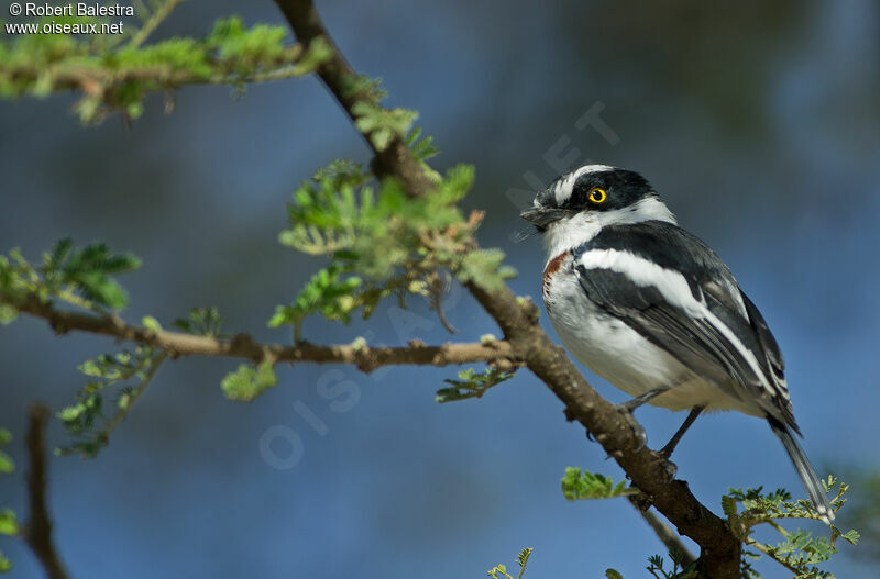 Western Black-headed Batis female adult