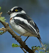 Western Black-headed Batis