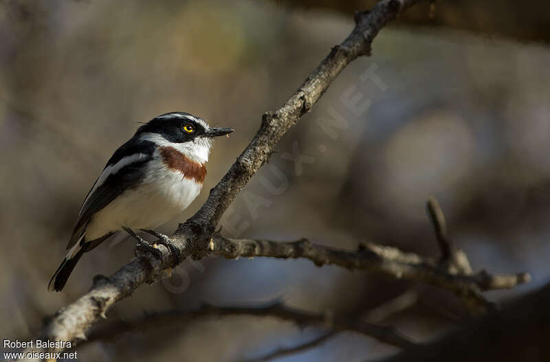 Western Black-headed Batis female adult, identification