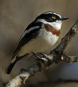 Western Black-headed Batis