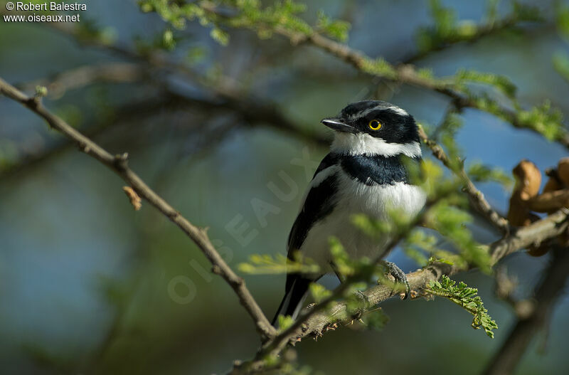 Western Black-headed Batis male adult