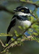 Western Black-headed Batis