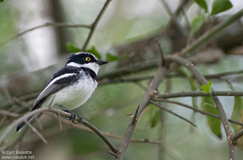 Western Black-headed Batis male adult, identification