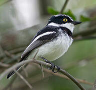 Western Black-headed Batis