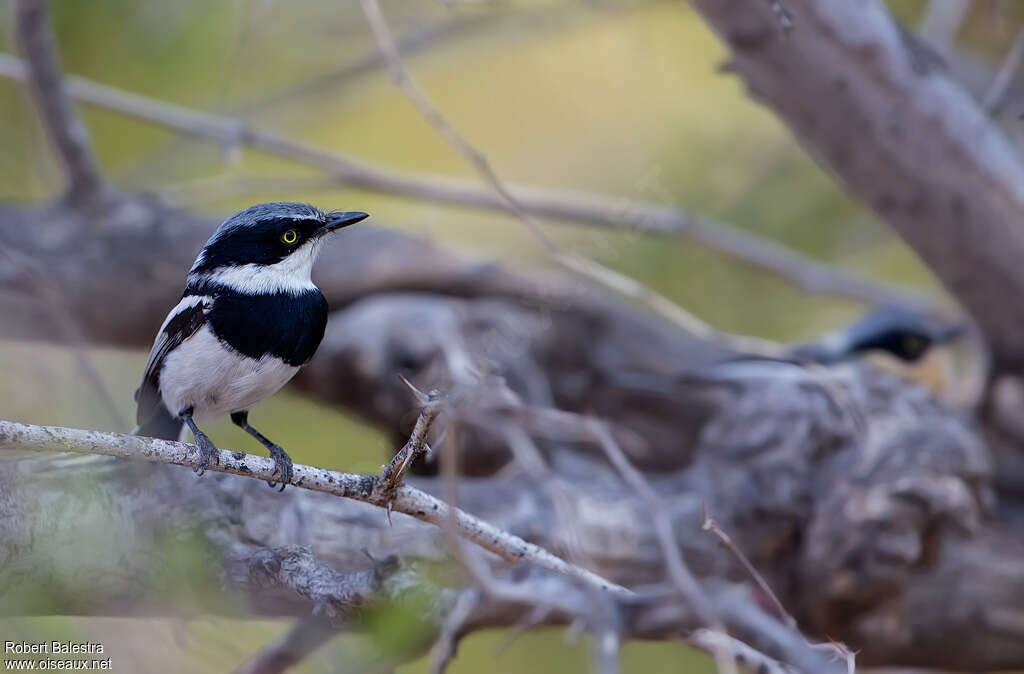 Pririt Batis male, identification