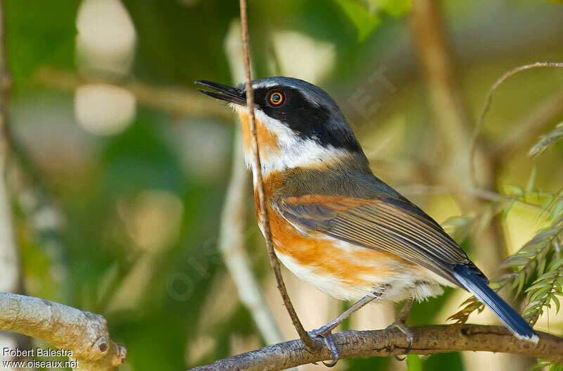 Pririt du Cap femelle adulte, identification