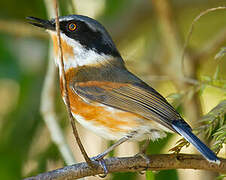 Cape Batis