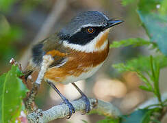 Cape Batis