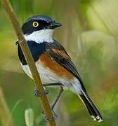 Cape Batis