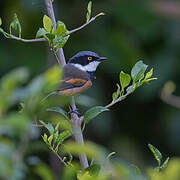 Cape Batis