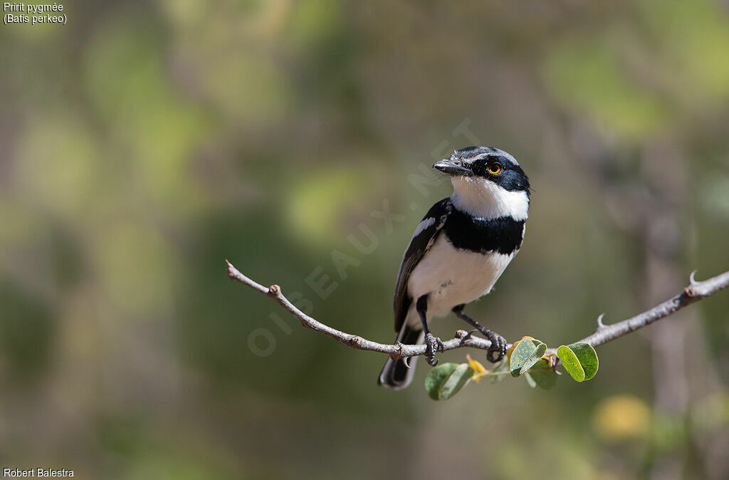 Pygmy Batis male