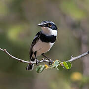 Pygmy Batis