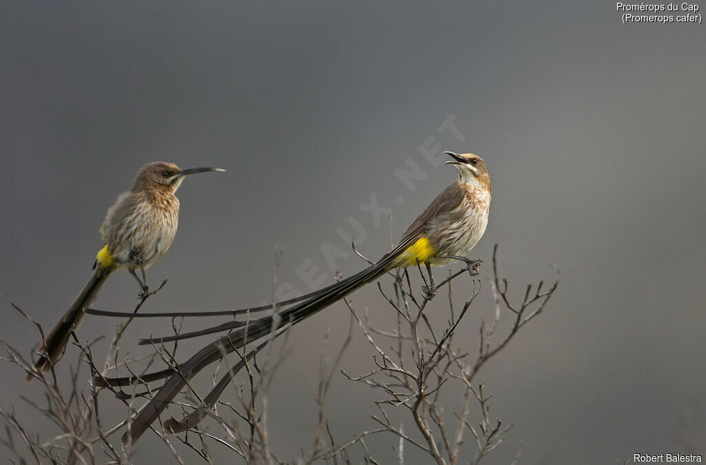 Cape Sugarbirdadult