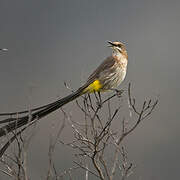 Cape Sugarbird