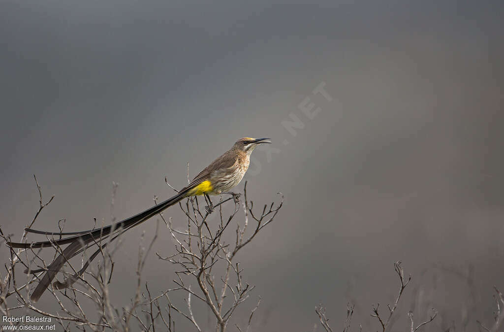 Cape Sugarbird male adult, identification