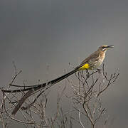 Cape Sugarbird