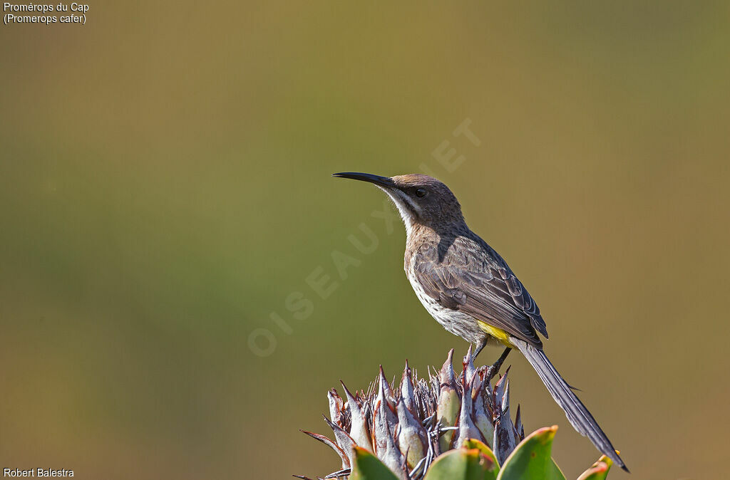 Cape Sugarbird