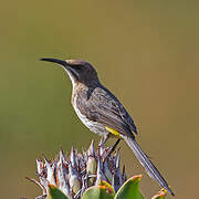 Cape Sugarbird