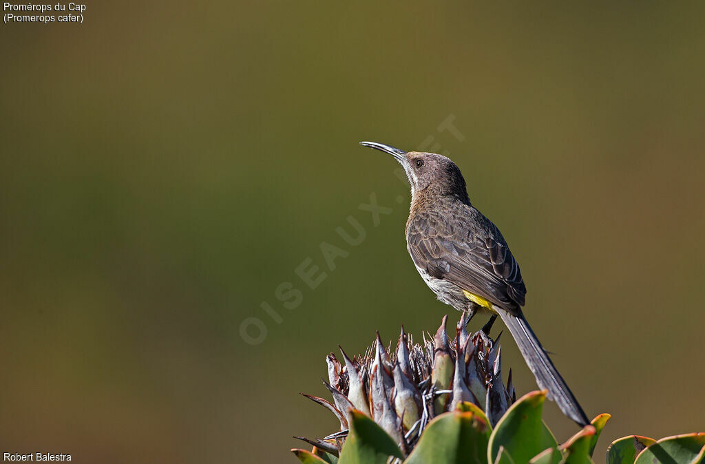 Cape Sugarbird