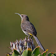 Cape Sugarbird