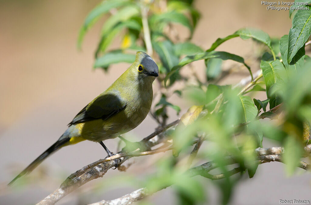 Long-tailed Silky-flycatcher