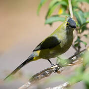 Long-tailed Silky-flycatcher