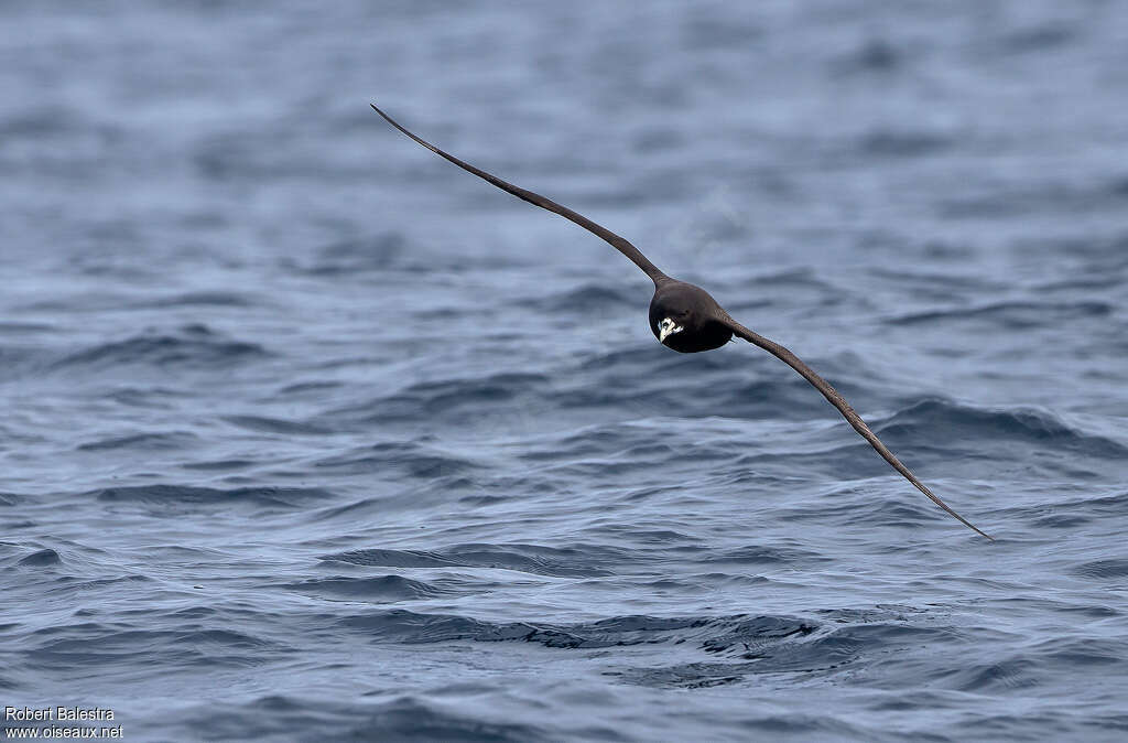 Puffin à menton blancadulte, Vol