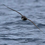 White-chinned Petrel