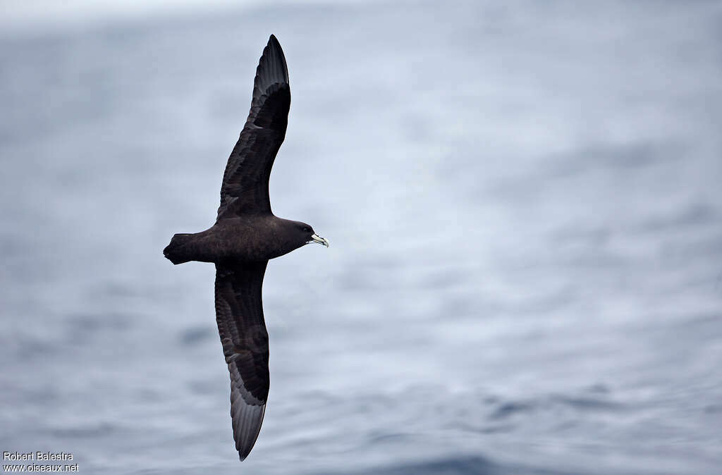 White-chinned Petreladult, Flight