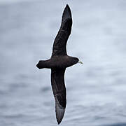 White-chinned Petrel