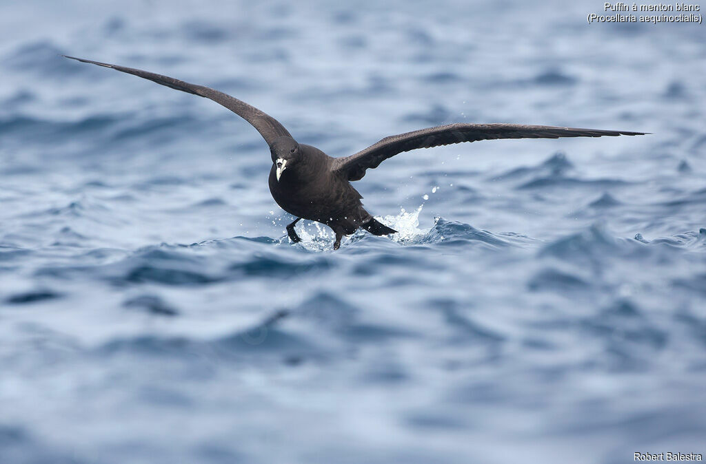 White-chinned Petrel