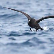 White-chinned Petrel