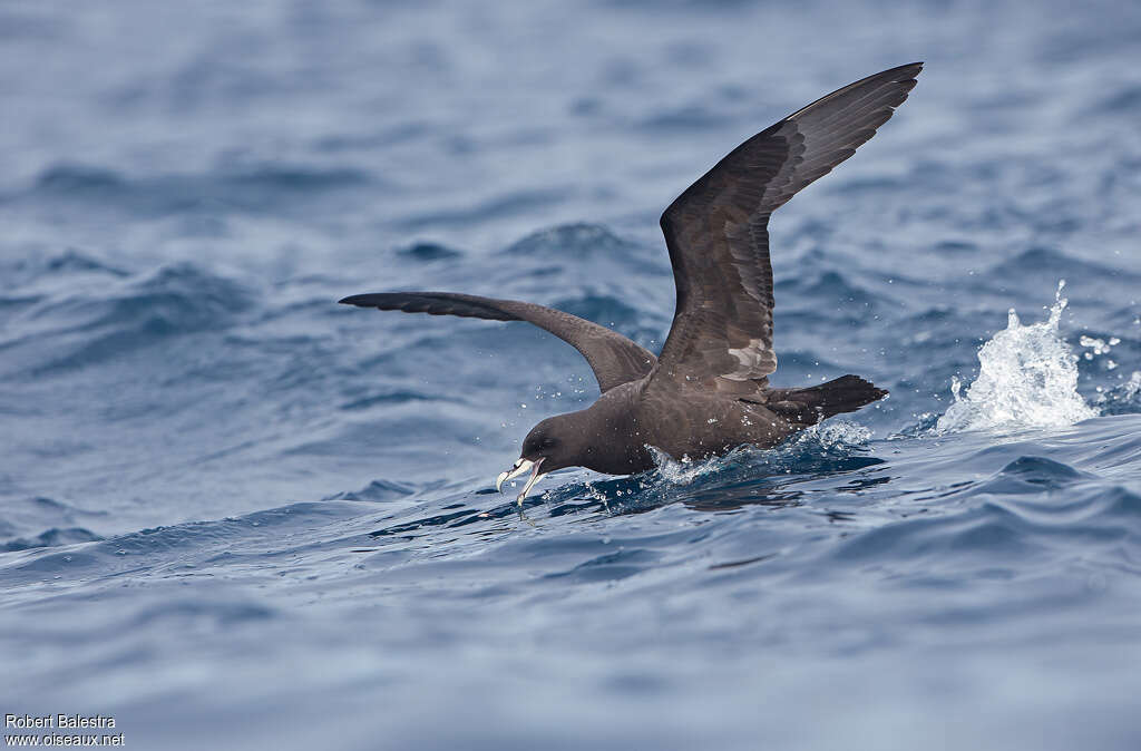 White-chinned Petreladult, pigmentation, Flight