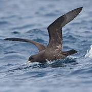 White-chinned Petrel