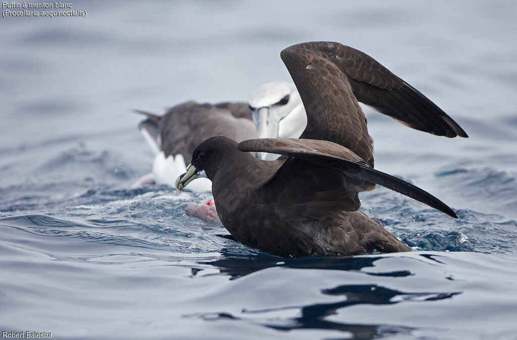 White-chinned Petrel