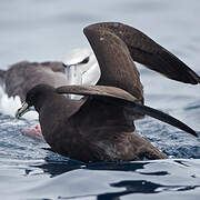 White-chinned Petrel