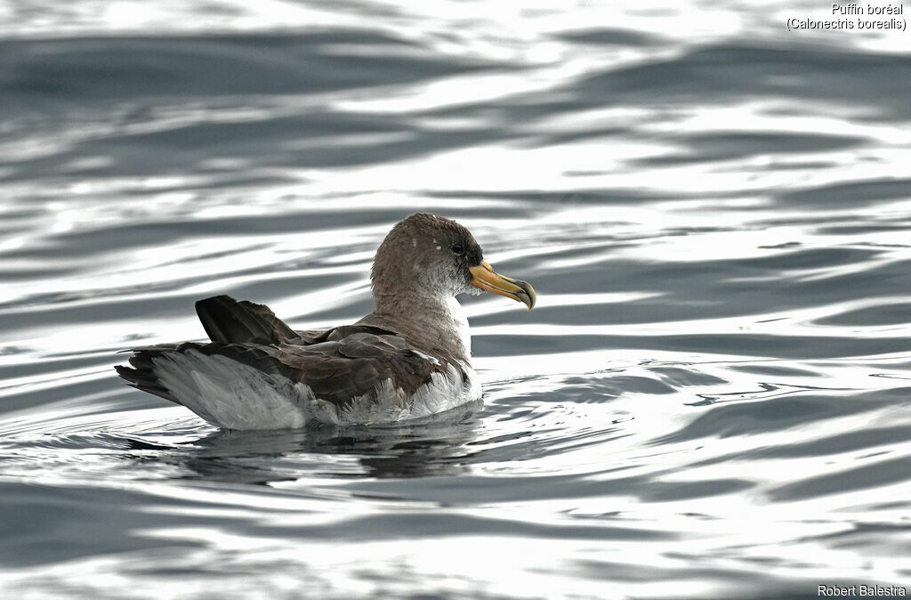 Puffin boréal