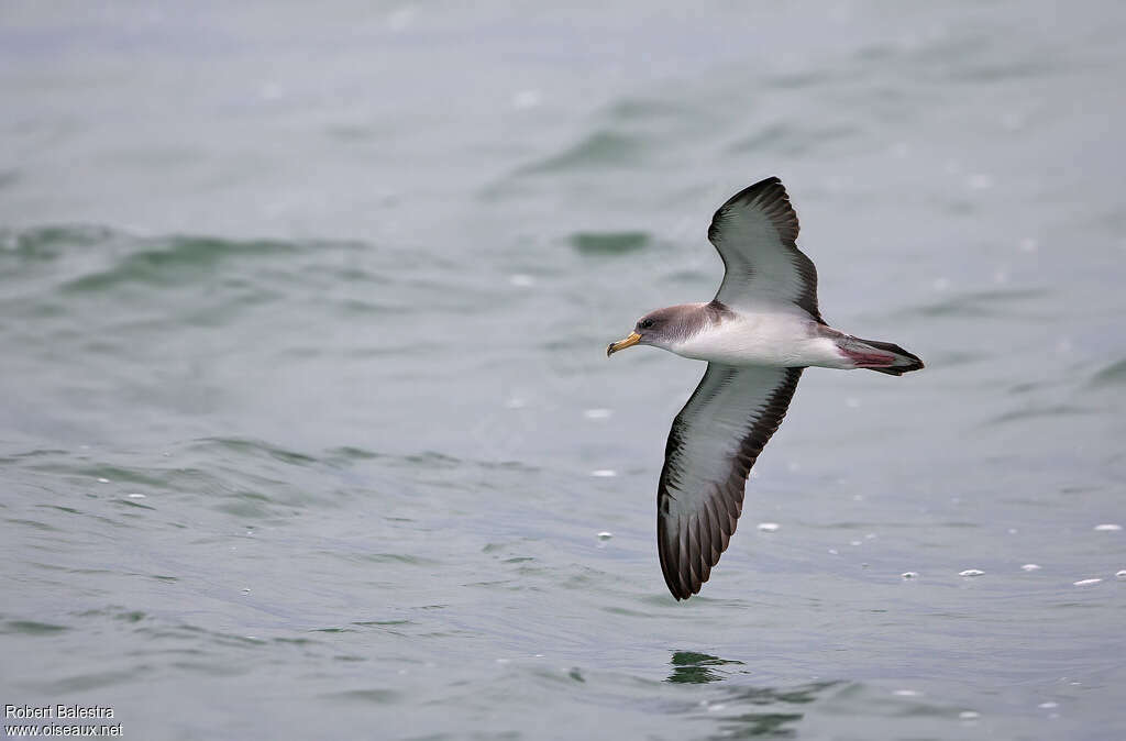 Puffin de Scopoliadulte, identification, Vol