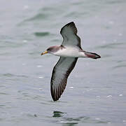 Scopoli's Shearwater