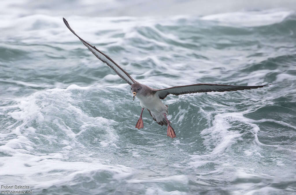 Puffin de Scopoliadulte, pigmentation, pêche/chasse