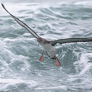 Scopoli's Shearwater