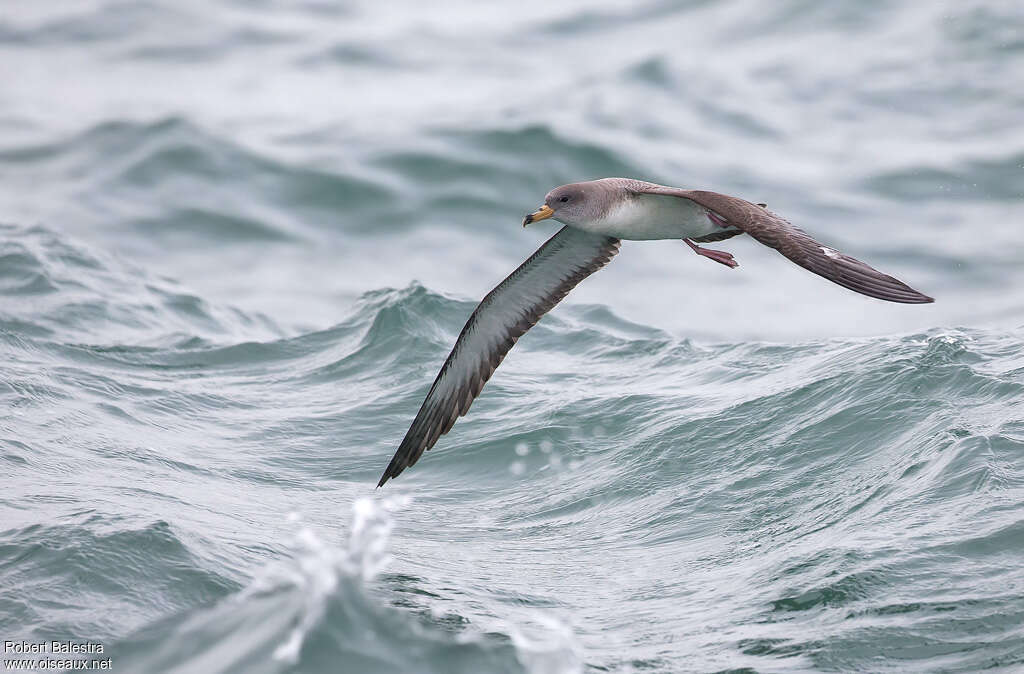 Scopoli's Shearwateradult, habitat, pigmentation, Flight