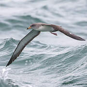 Scopoli's Shearwater