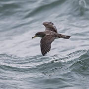 Scopoli's Shearwater